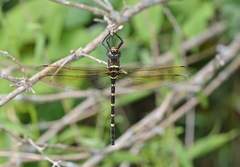 Macromia pacifica × taeniolata
