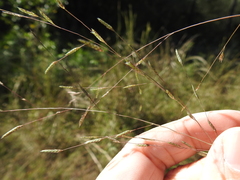 Eragrostis refracta