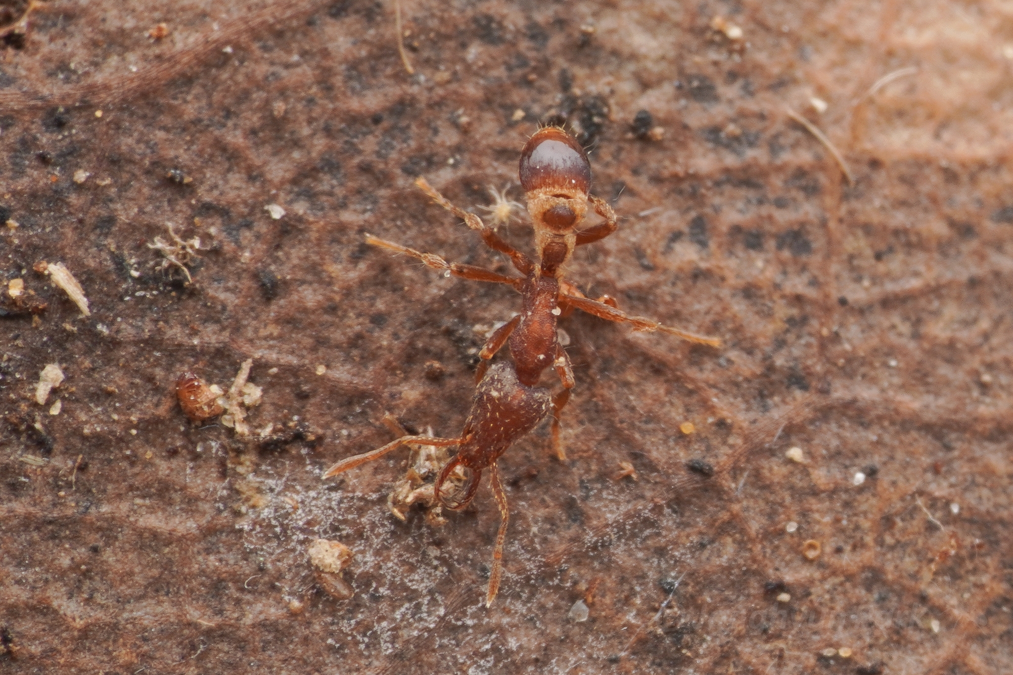 Strumigenys strigatella
