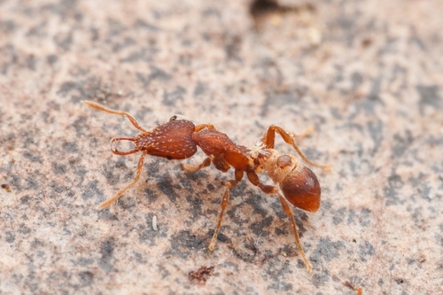 Strumigenys strigatellaStrumigenys strigatella
