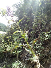 Thyrsanthemum floribundum