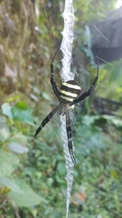 Argiope amoena