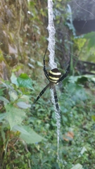 Argiope amoena