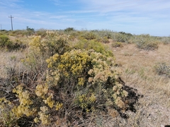 Xylothamia diffusa