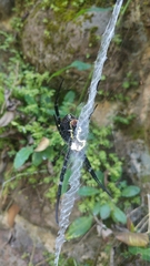Argiope amoena