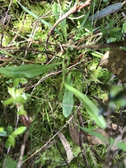 Lobelia anceps