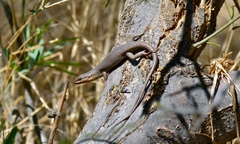 Karasburg Tree Skink photo 4
