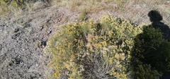 Xylothamia diffusa