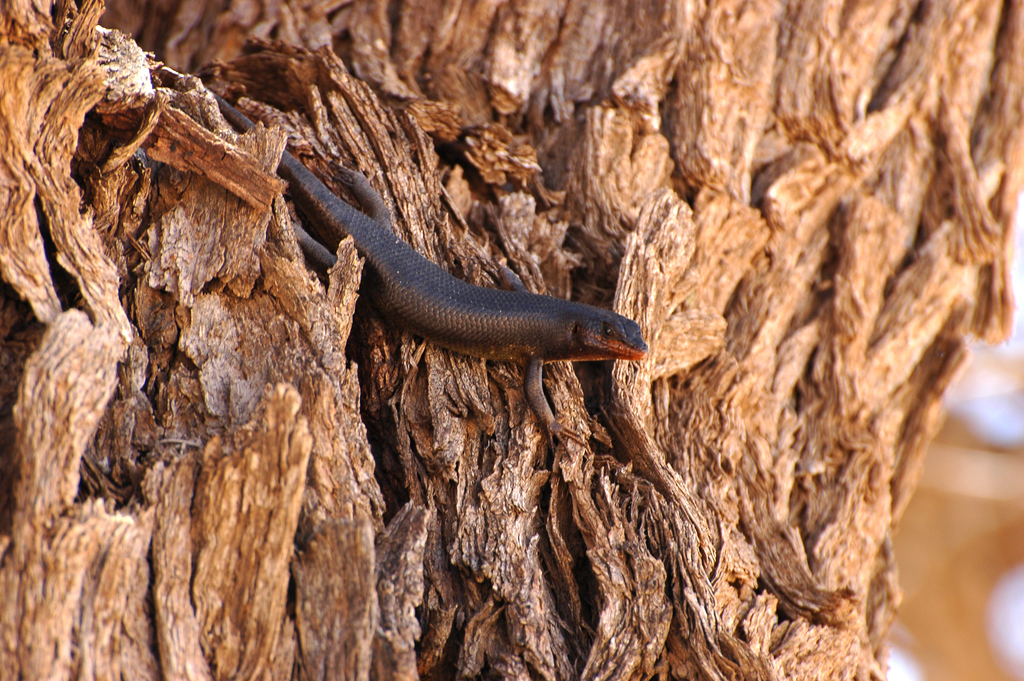 Karasburg Tree Skink