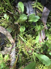 Lobelia anceps