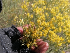 Xylothamia diffusa
