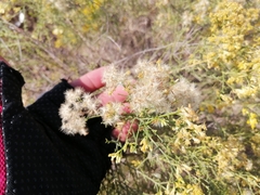 Xylothamia diffusa
