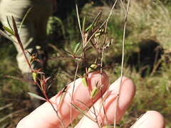 Ludwigia linearis