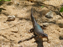 Karasburg Tree Skink photo 5