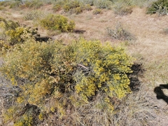 Xylothamia diffusa