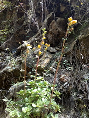 Echeveria macdougallii