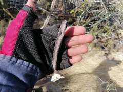 Peniocereus marianus