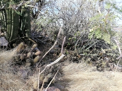 Peniocereus marianus