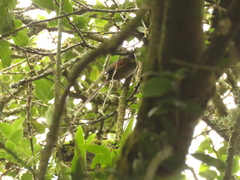 Synallaxis subpudica