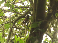 Synallaxis subpudica