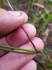 Juncus scirpoides