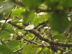 Xylosma spiculifera