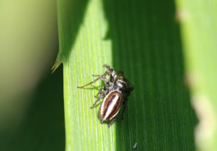 Dendryphantes mordax
