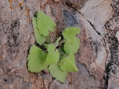 Perityle cordifolia