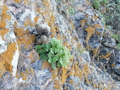 Perityle cordifolia