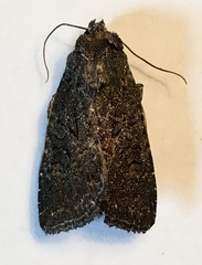 Aseptis fumosa