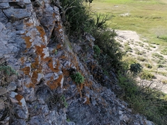 Perityle cordifolia