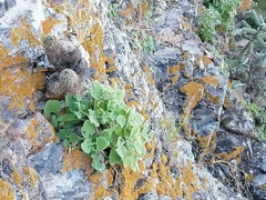 Perityle cordifolia