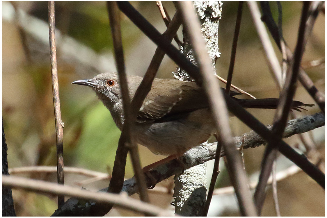 Miombo Wren-Warbler illustration