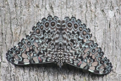Hamadryas feronia feronia