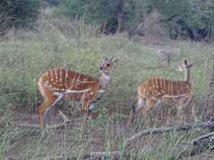 Tragelaphus scriptus