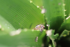 Dendryphantes mordax