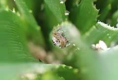 Dendryphantes mordax
