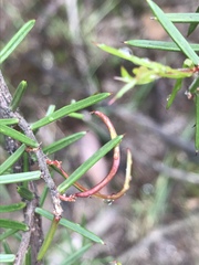 Acacia rhigiophylla