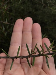 Acacia rhigiophylla