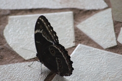 Morpho helenor achillides