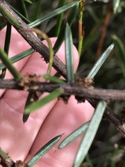Acacia rhigiophylla