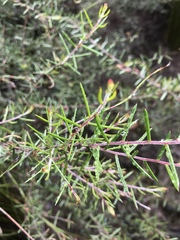 Acacia rhigiophylla