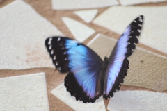 Morpho helenor achillides