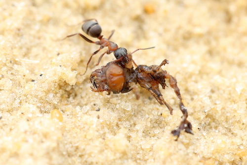 Formica cunicularia photo 4