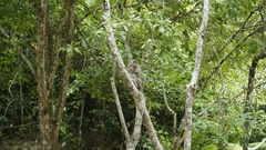 Macaca fascicularis