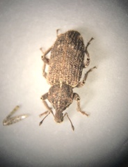 Listroderes difficilis