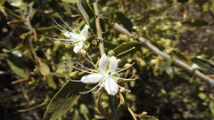 Capparis lasiantha