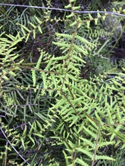 Gleichenia microphylla