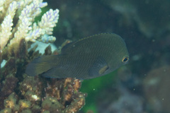 Pomacentrus brachialis