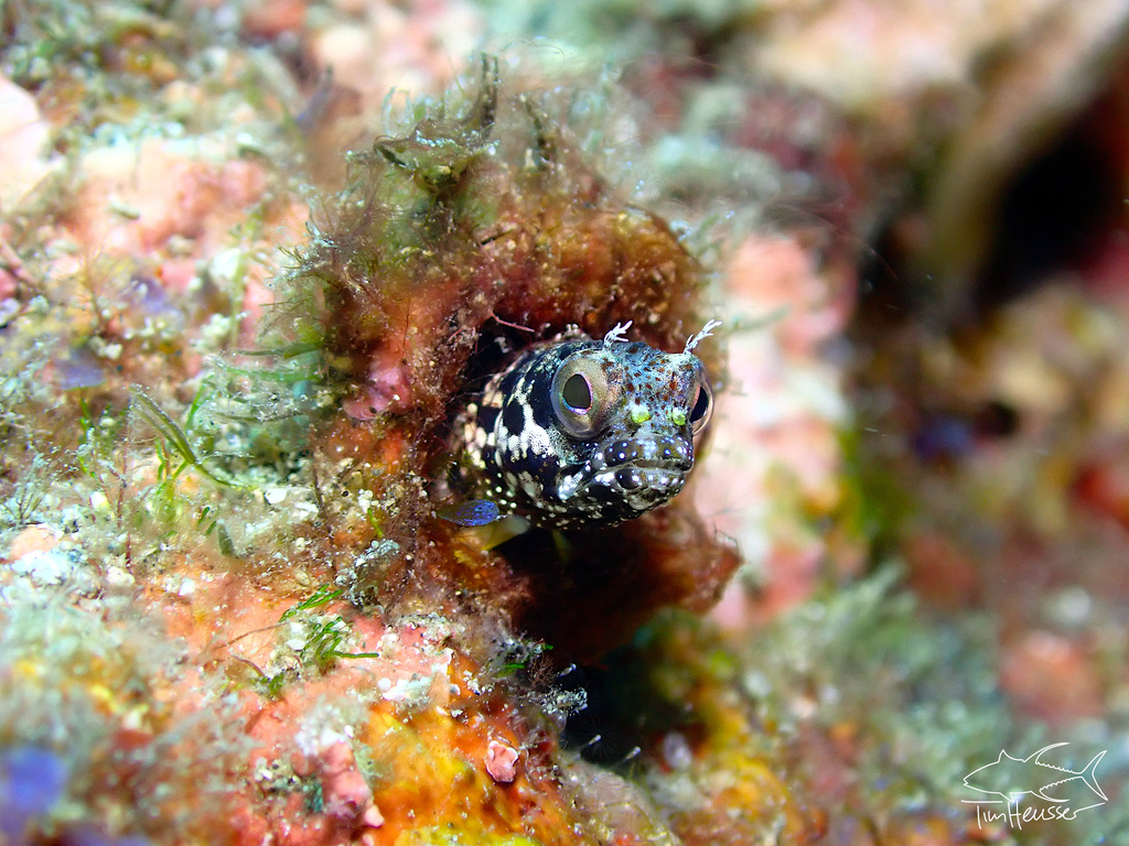 Bluntspine Blenny